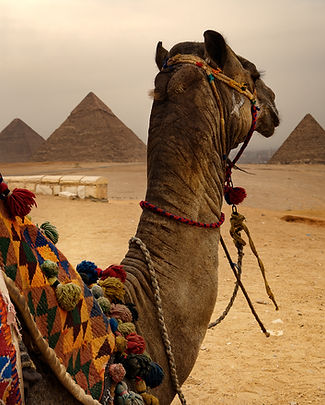 Camel With Pyramids