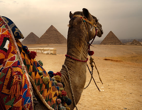 Camel and Pyramids
