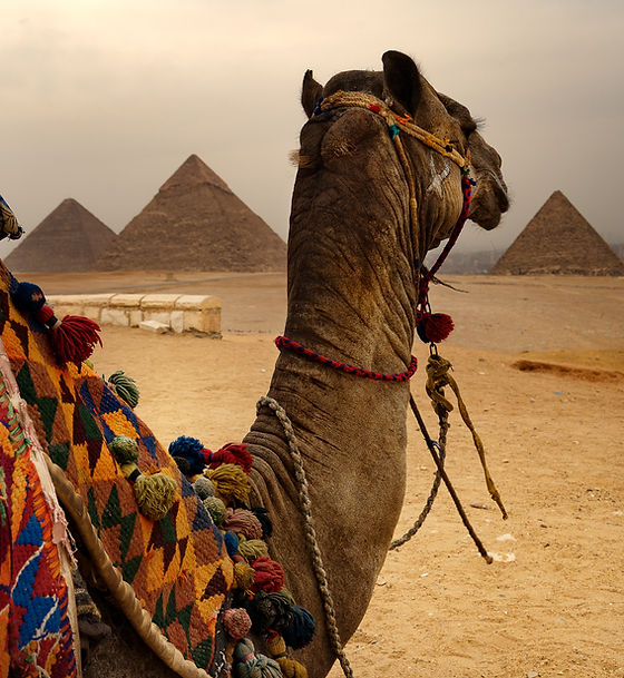 Camel and Pyramids