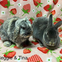Male/Female bonded pair
