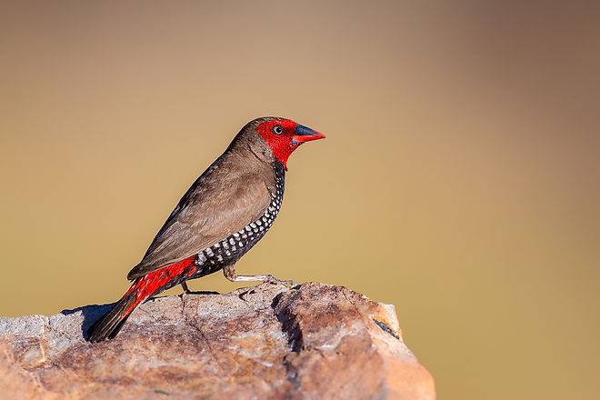 Painted Finch.jpeg