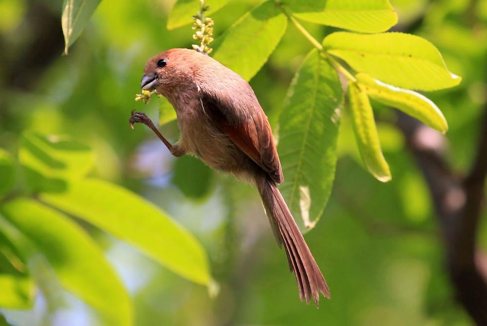 Cambridge Bird Sale (Spring)