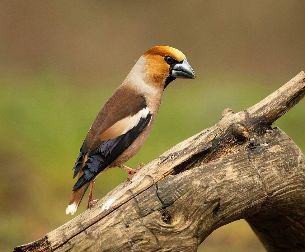Cambridge Bird Sale (Autumn)