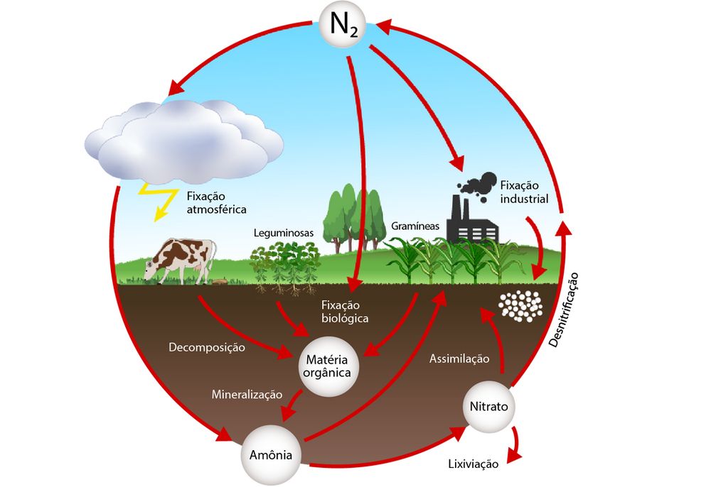 As Plantas Conseguem Absorver O Nitrogênio Direto Da Atmosfera