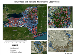 Breaking down the clusters: exploring human influences on spatial patterns in invasive species data