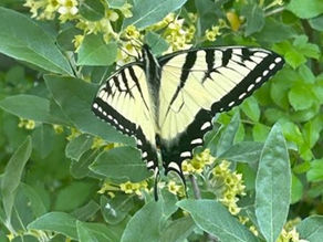 Stiltgrass, Swallowtails & Sweet Coltsfoot, Oh My!