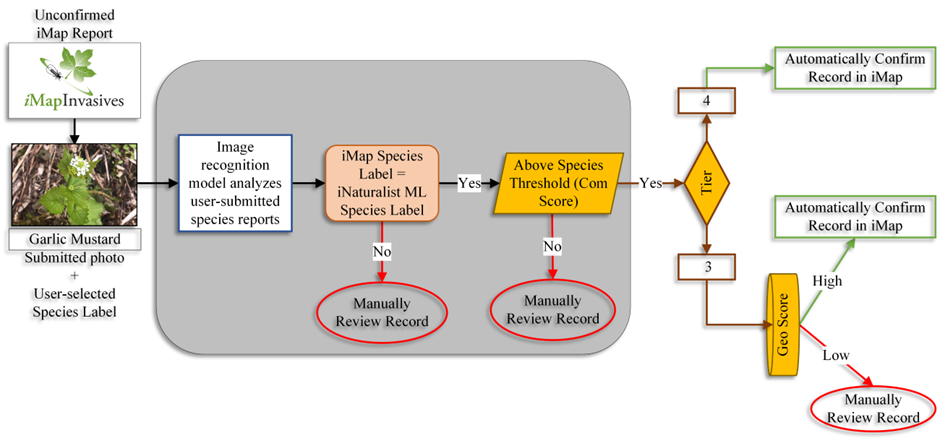 Adventures in AI-Assisted Confirming: How Machine Learning is Revolutionizing Invasive Species Identification