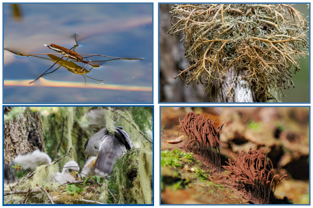BioBlitz and Biodiversity Breakthroughs