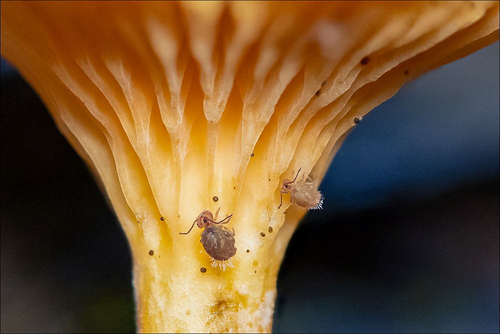 Many Spring Tails Springtails: Tiny friends at our feet