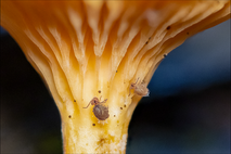 Springtails: Tiny friends at our feet