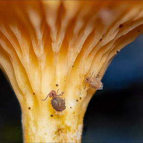 Springtails: Tiny friends at our feet
