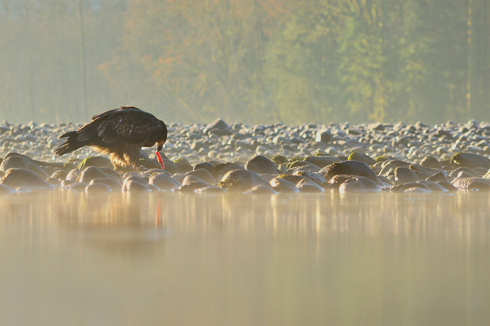 A Juvenile bald eagle feeds on a dead salmon lining the riverbank having completed its journey. The circle of life. Photo credit: Alex McCartney