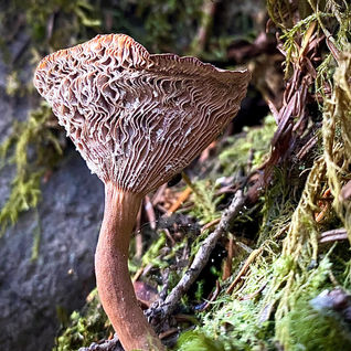 1-Magali Legault - Gorgeous Gills.jpeg