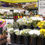 Thumbnail: 4/26: Grocery Store Flowers