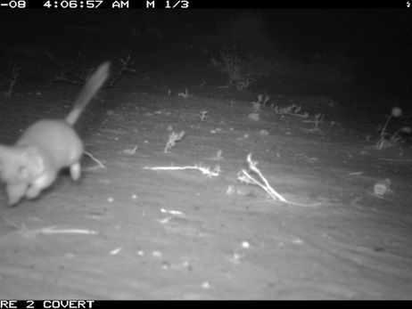 Exciting Discovery at Finniss Springs!