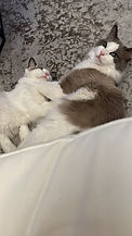 C2C12097-7B7F-4925-A911-81434DE5D9AA.jpeg