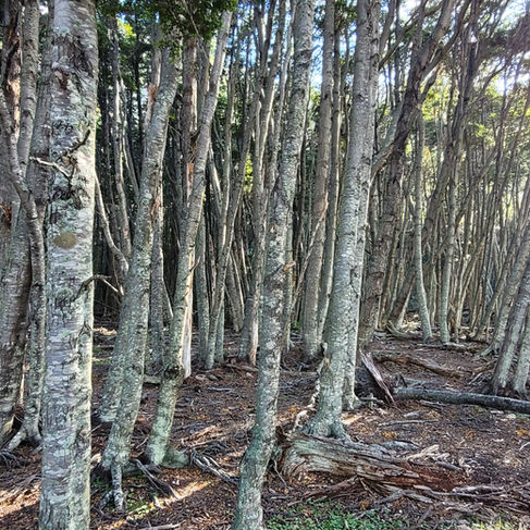 Thick beech forests on this lush landscape