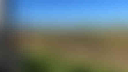 Looking out over a vineyard in South Australia's Borossa wine valley on an autumn afternoon