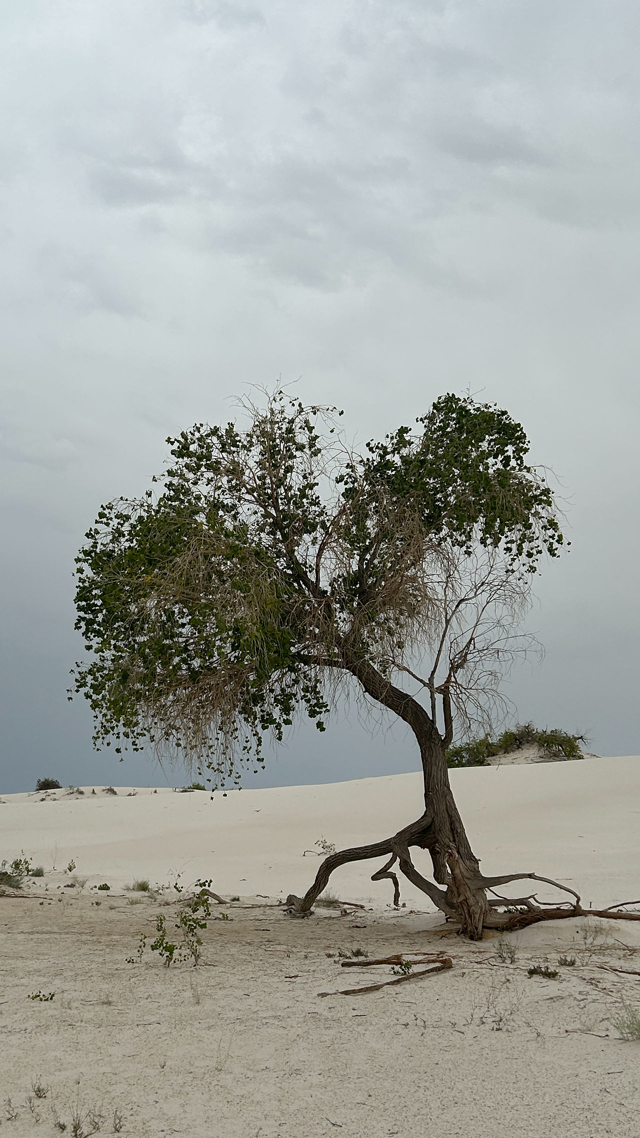 Tree growing with roots exposed, revealing the motion of the sand dunes