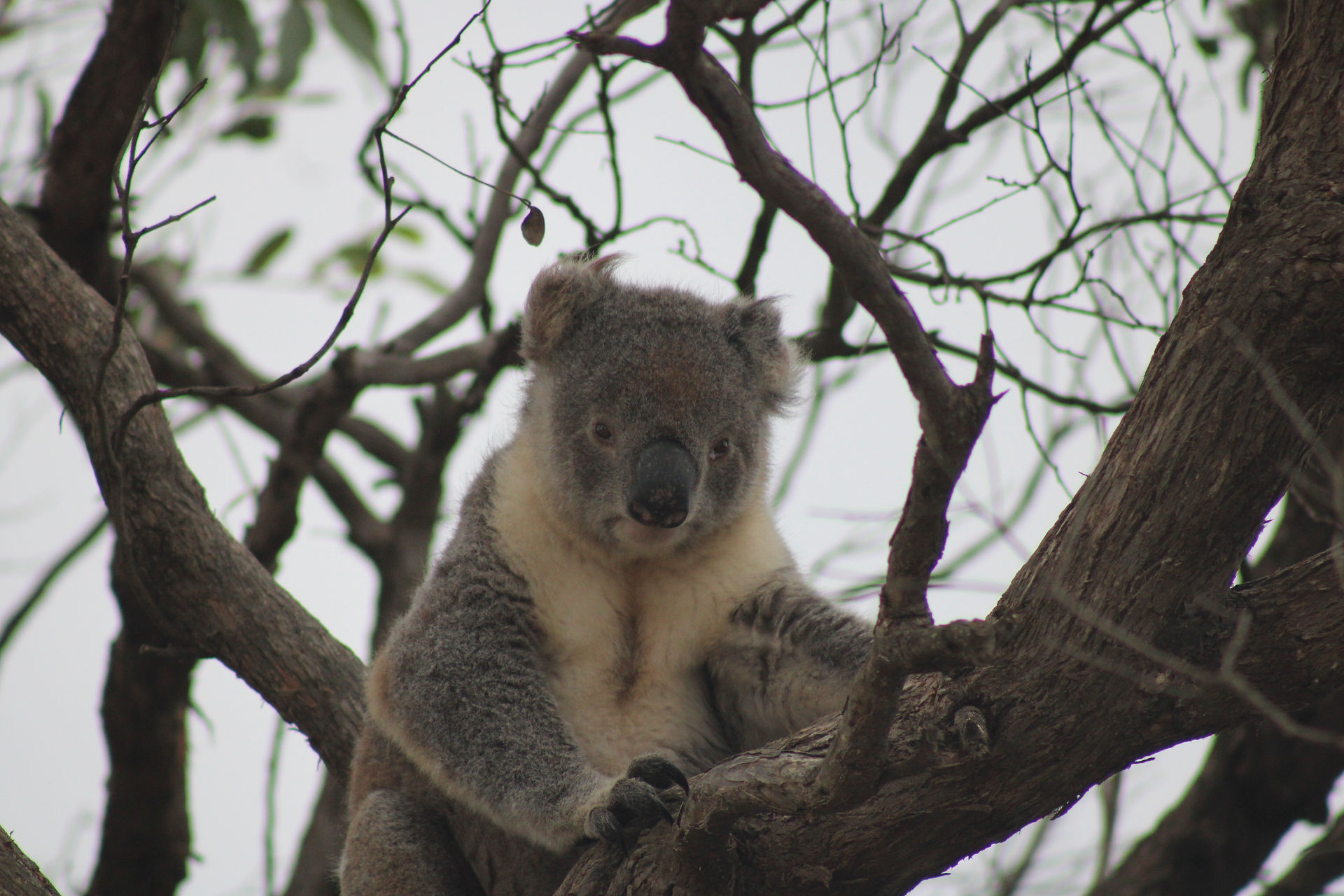 Koala posing for portrait on a gum tree branch