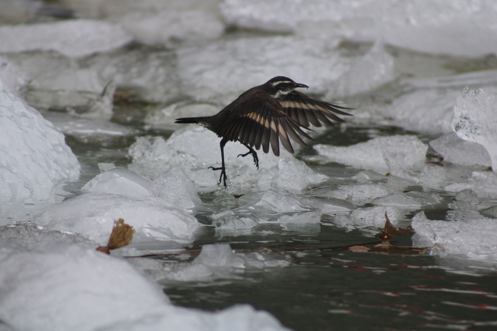 The small bird takes flight above icy water