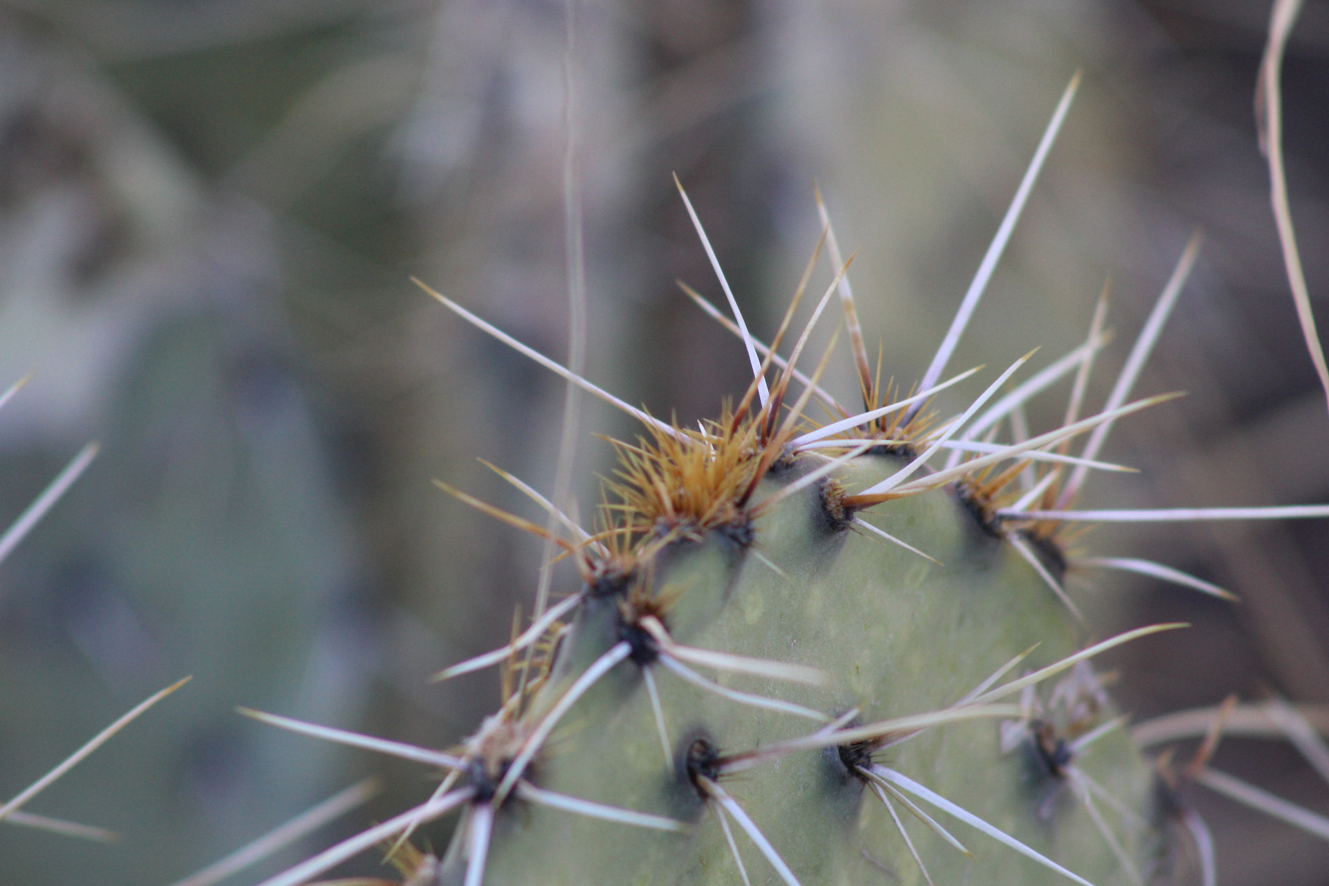 An angry and sharp Big Bend cactus