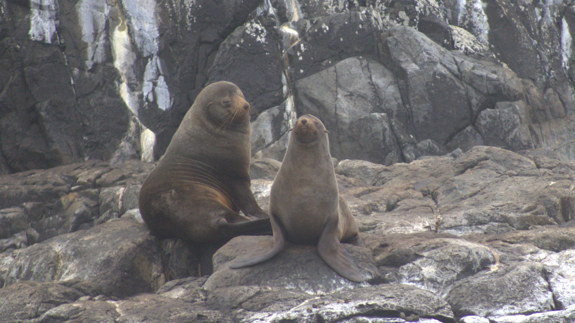 A gentle scene with adult seal and an older pup