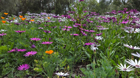 Orange, purple, and white flowers overwhelm a lush landscape.