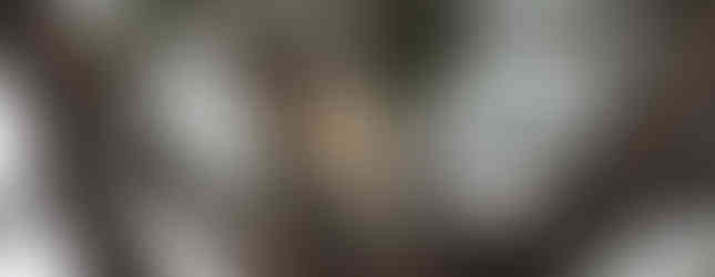 Koala posing for portrait on a gum tree branch