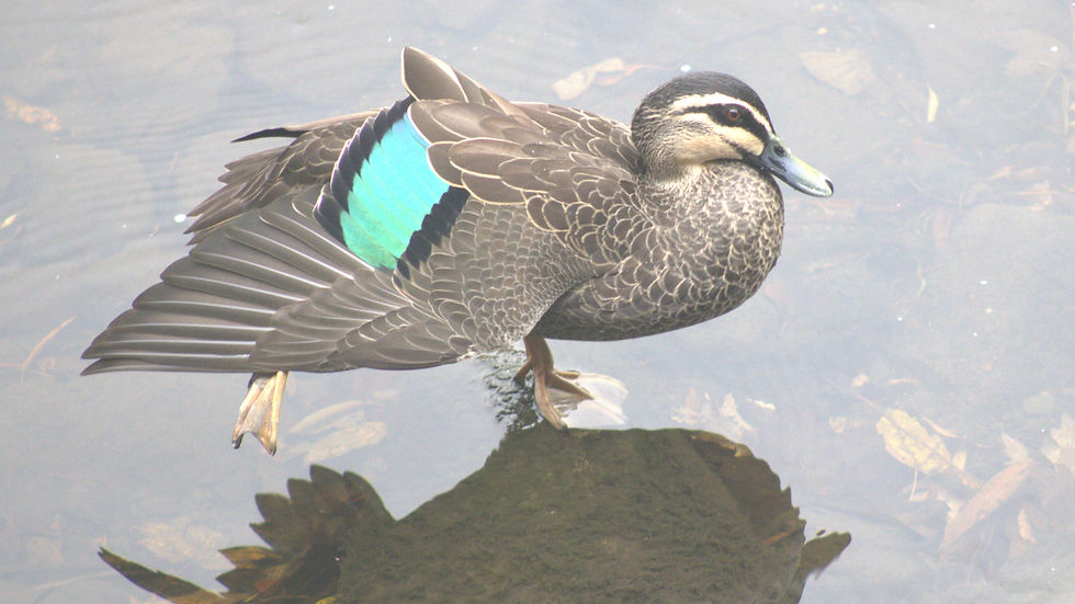 Duck with vibrant blue-green wing patch stands in clear water, reflecting on the surface. Brown and black feathers in detail.