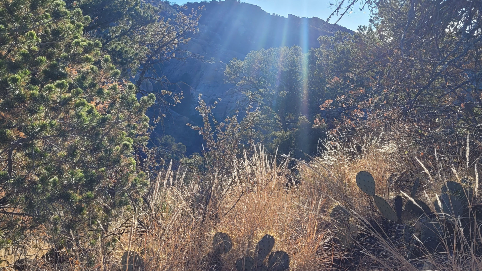 Morning sun on the pinion tree and cactus
