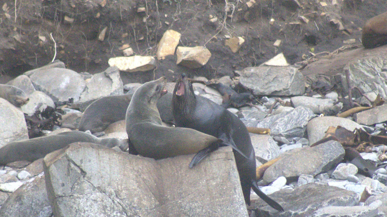 Two seals in conflict on top of a rock