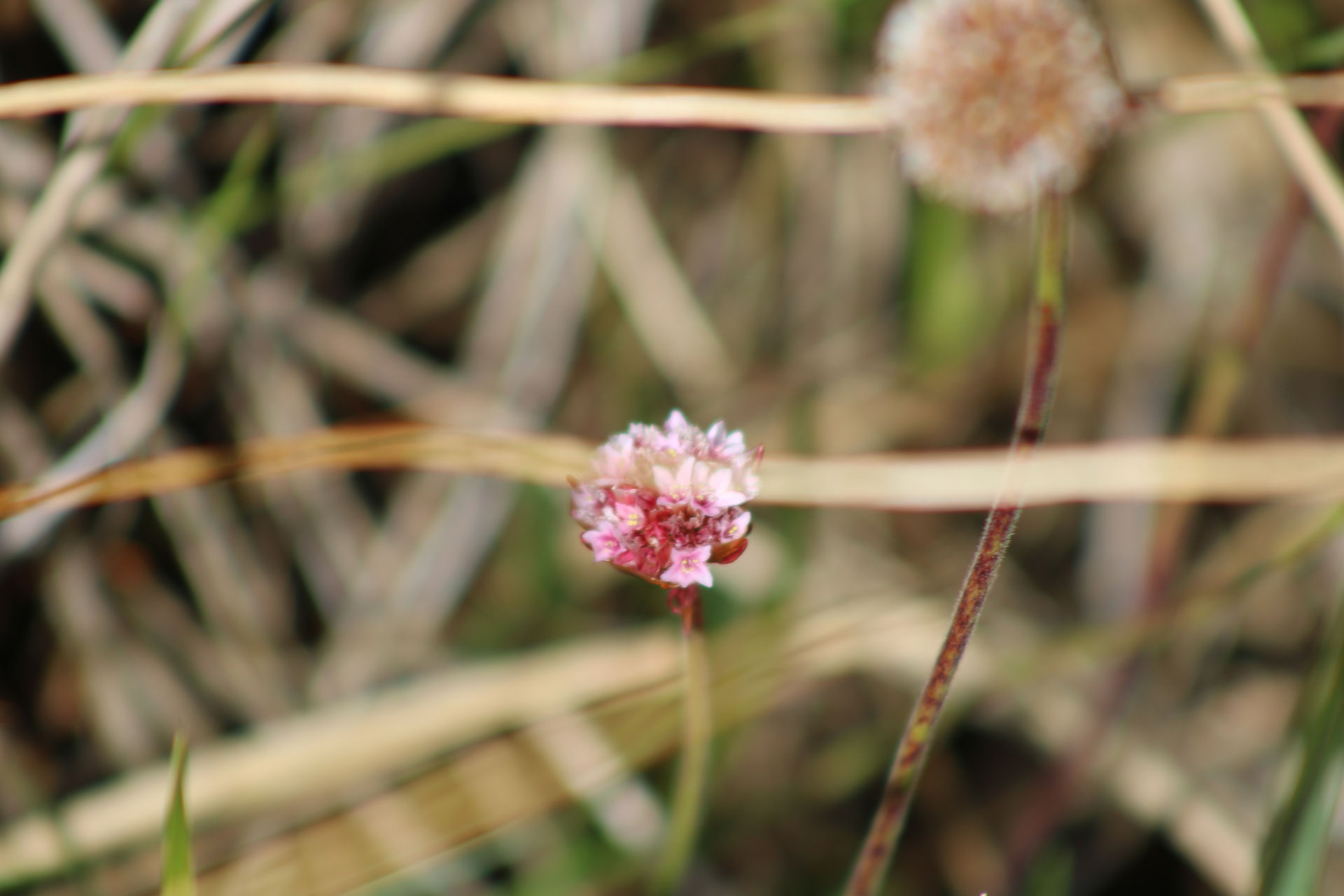 Closeup of a pink wildflower