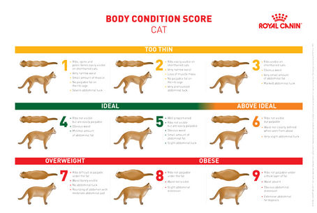 Is your cat fat?