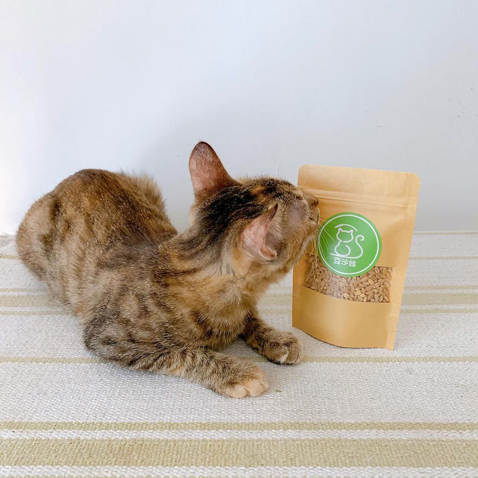 縮圖：豆之貓草種子-淨種子裝