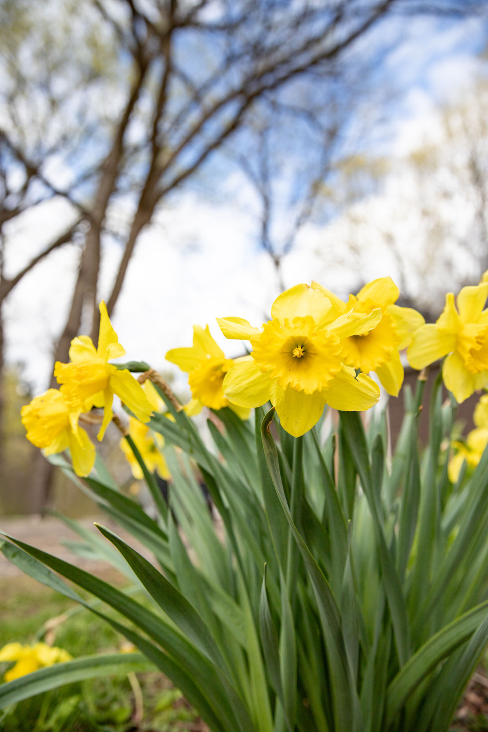 Yellow daffodils blooming in a natural setting.