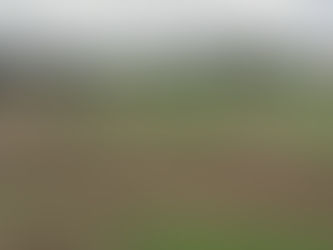 Moving / Weighing Steers