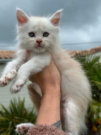 Chaton Maine Coon LOOF shaded L'arche de Steffi Charente-Maritime