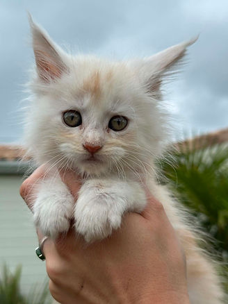 Maine Coon Charente Maritime
