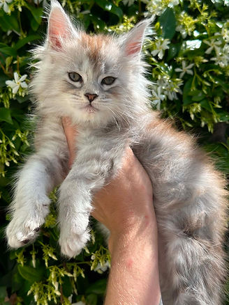 Chaton Maine Coon LOOF Black tortie silver L'arche de Steffi Charente-Maritime