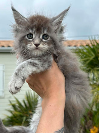 Maine Coon La Rochelle