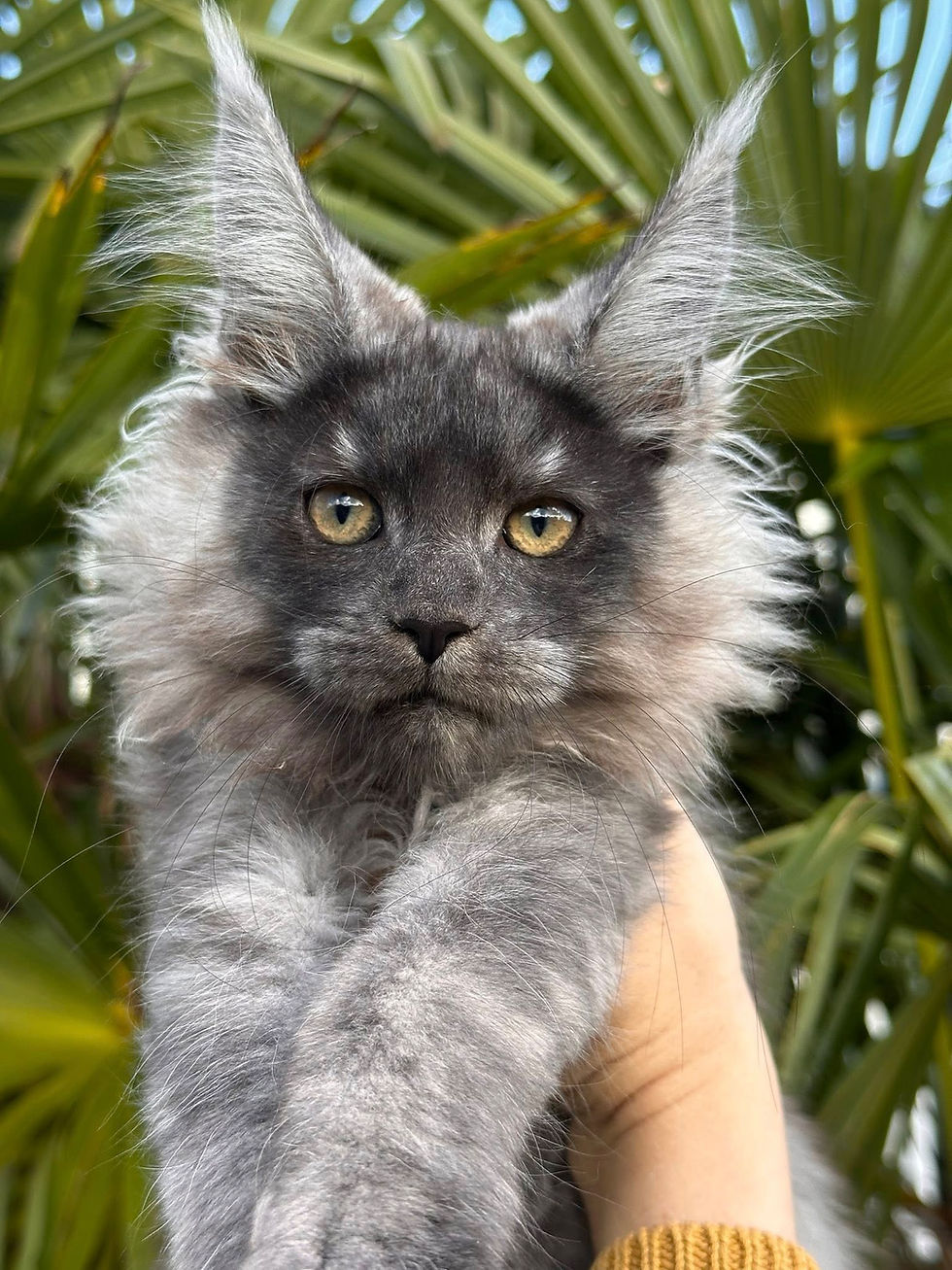 Chaton Maine Coon LOOF L'arche de Steffi
Chaton Maine Coon LOOF Charente-Maritime