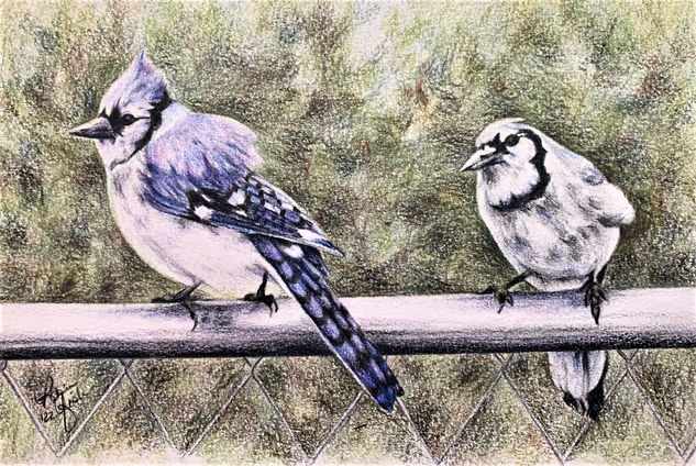 Blue Jay Couple