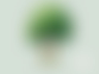 Der bloße Blick auf einen Baum kann helfen Schmerzen zu heilen: die Studie von Roger Ulrich 🏥
