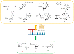 Ferrocene as a potential electrochemical reporting surrogate of abasic sites in DNA