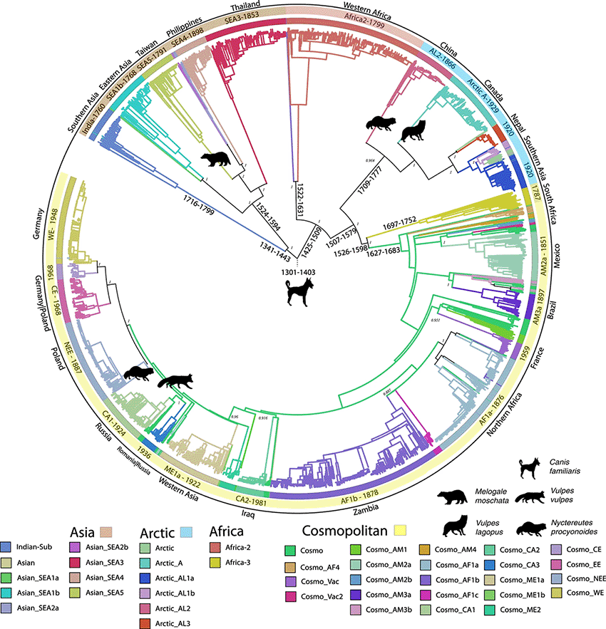 Integrating full and partial  genome sequences to decipher the global spread of canine rabies virus