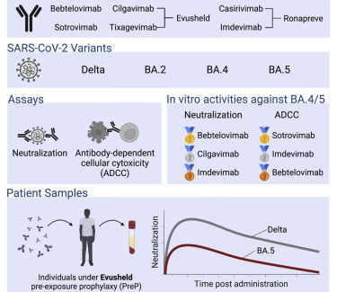 Longitudinal analysis of serum neutralization of SARS-CoV-2 Omicron BA.2, BA.4, and BA.5