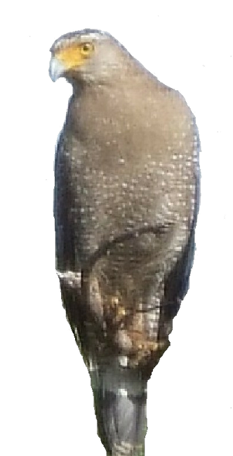 西表島を彩る生き物 西表島カヌーツアーの Green River