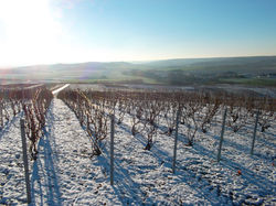 Vignes enneigées à Louvois