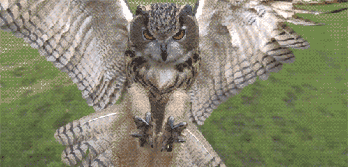 tumblr_m0cxipyCn01qh5vwvo1_r1_500.gif